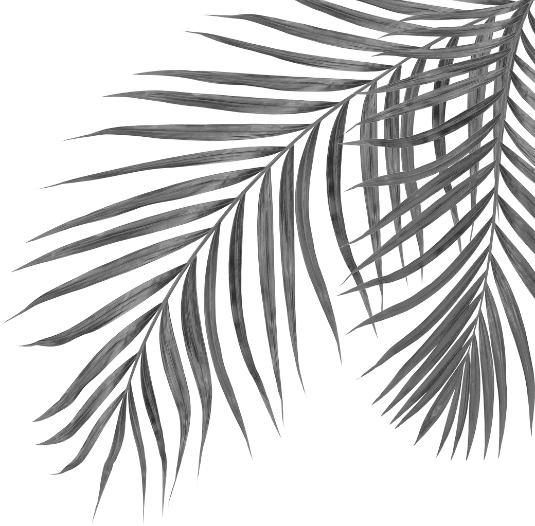 black leaves of palm tree on transparent background png file