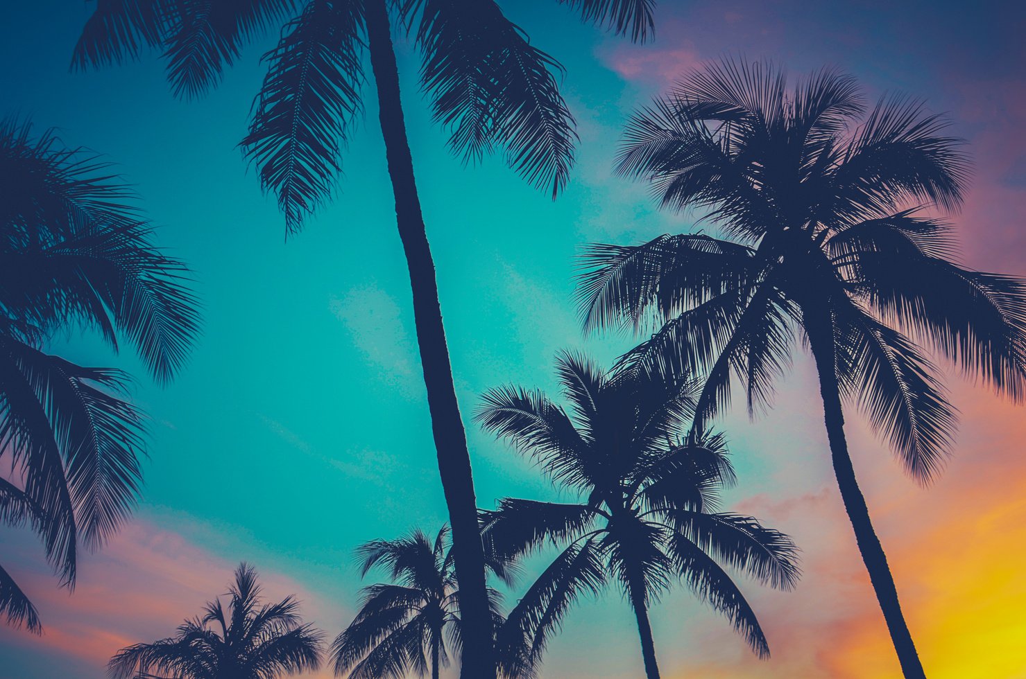 Palm Trees at Sunset