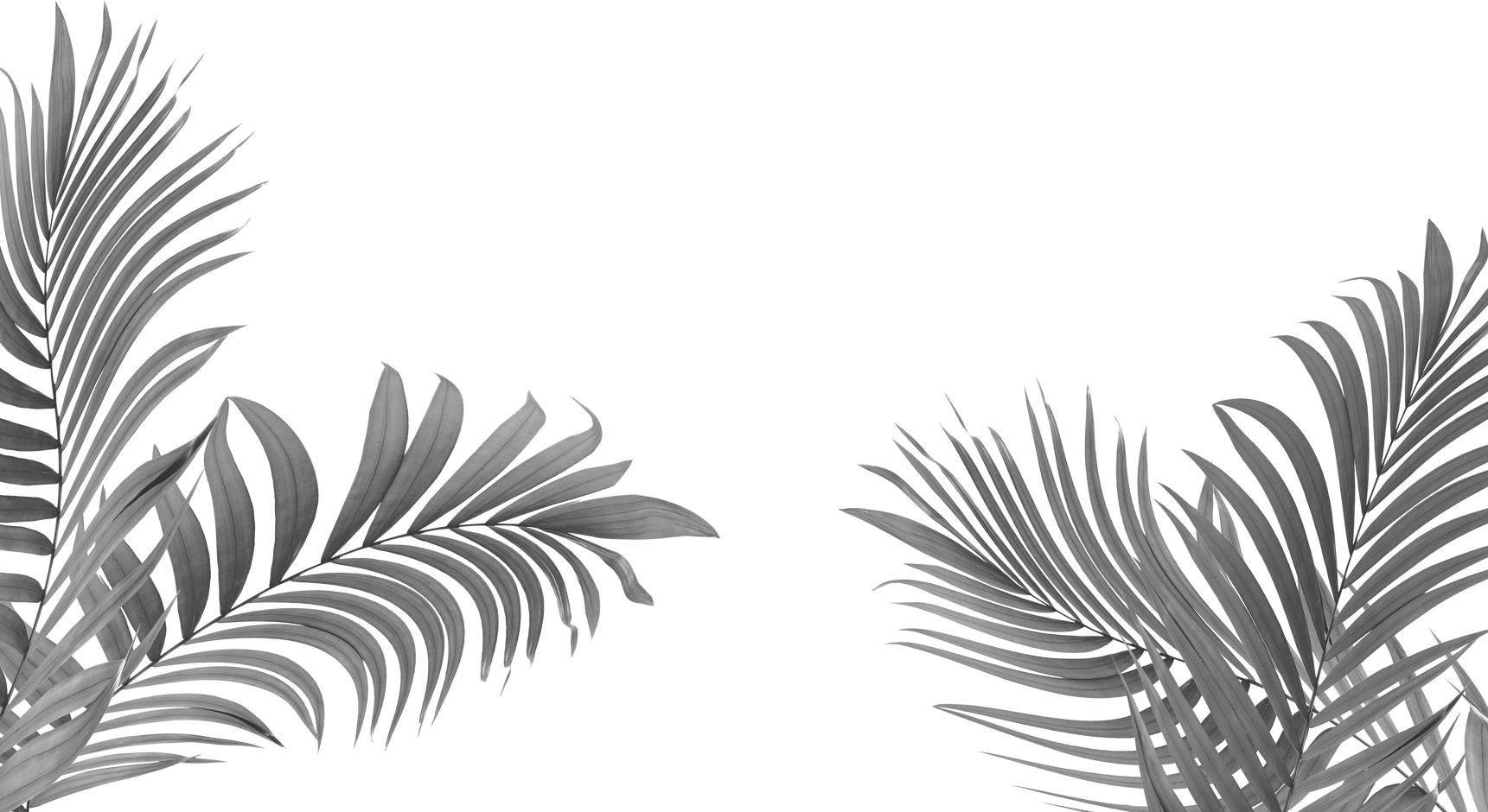 black leaves of palm tree on transparent background png file